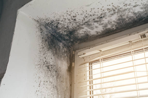 Affordable Mold Cleanup solutions in Ward, CO