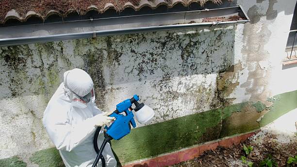 Top rated local Mold Cleanup specialists in Ward, CO